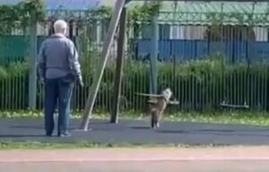 Gatto al guinzaglio si diverte sull’altalena mentre il padrone lo guarda (VIDEO)