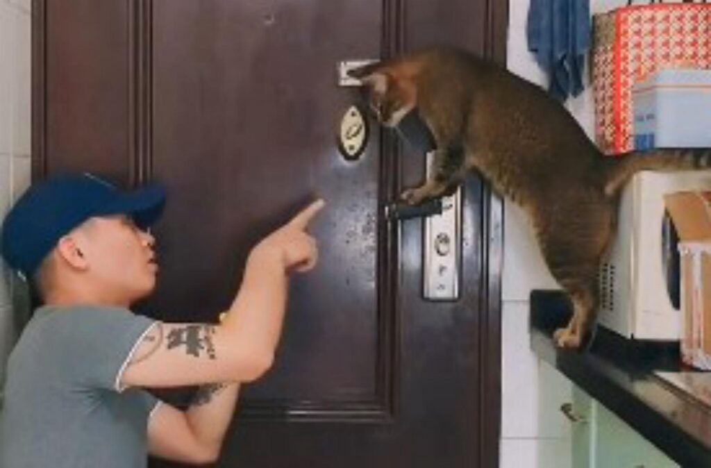 ragazzo insegna al gatto ad aprire la porta