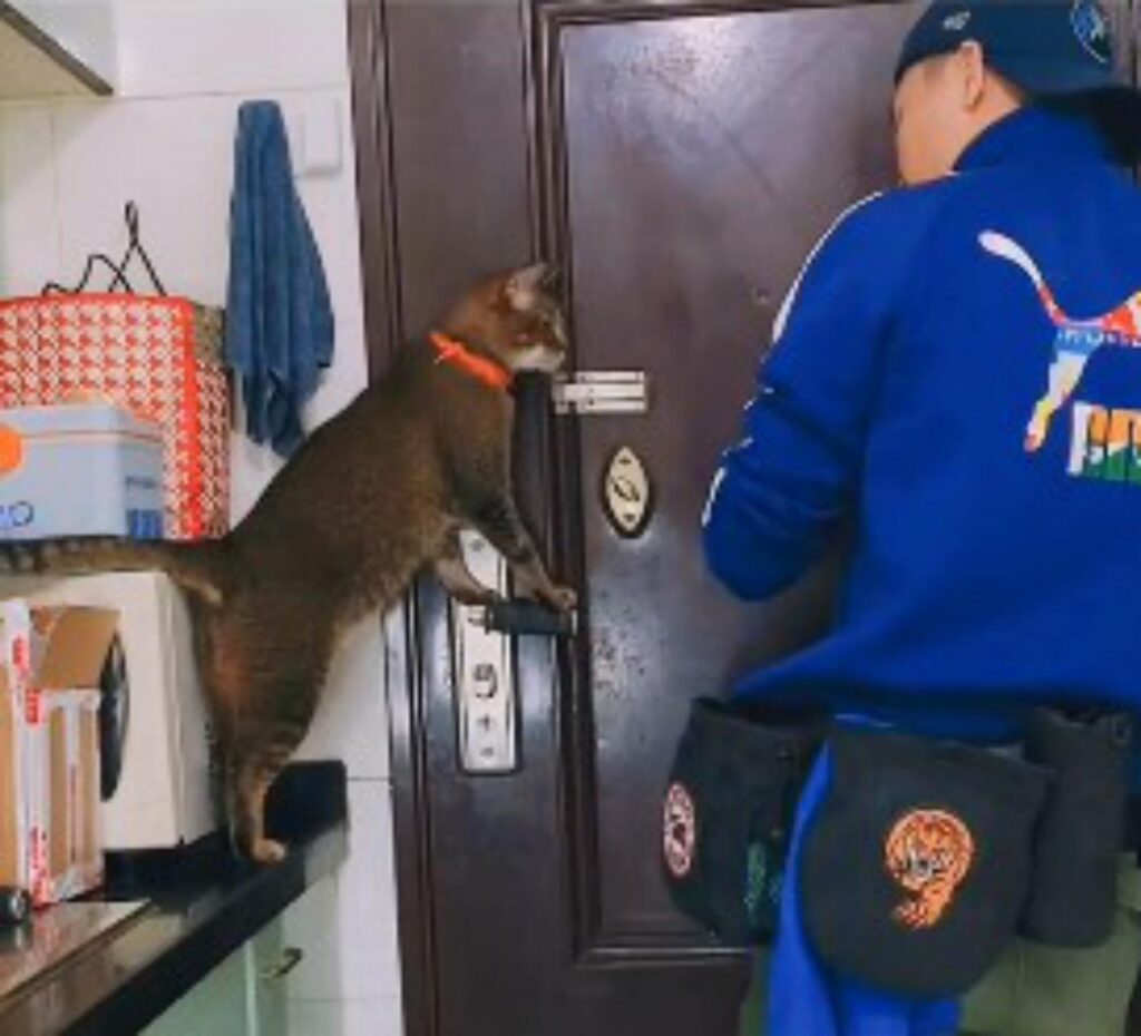 ragazzo insegna al gatto ad aprire la porta