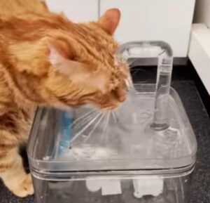 Il gattino beve dalla fontanella, ma lo fa in un modo del tutto particolare (VIDEO)