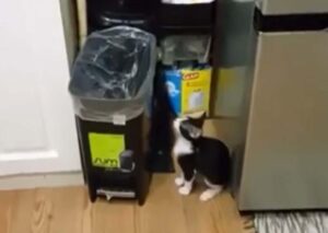 gatto cade nel cestino