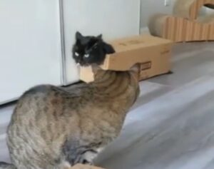 Gatto buffo cammina dentro a una scatola mentre il suo amico lo guarda perplesso (VIDEO)