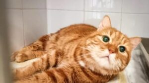 Il gatto cieco viene adottato da una bancarella e trova una donna che lo ama