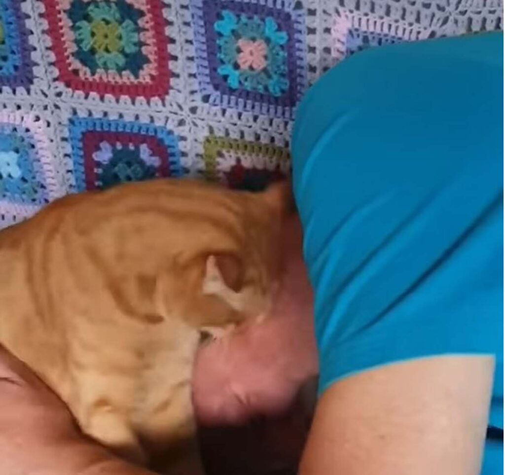 gatto bacia il padrone che dorme