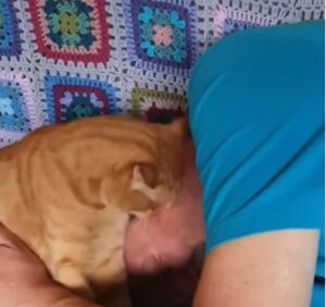 Il gattino arancione ama coccolare con baci e carezze affettuose il suo padrone (VIDEO)