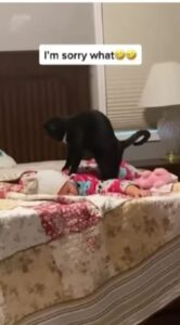 gatto fa un massaggio ad un bimbo