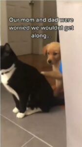 Gatto amico con un cucciolo di cane (VIDEO)