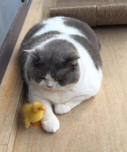 Il gatto rimane sdraiato vicino alla paperella e la fa sentire al sicuro (VIDEO)