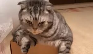Un gatto domestico cerca di trovare una posizione comoda all’interno di una piccola scatola (VIDEO)