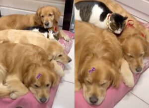 Gatto dorme su un morbidissimo letto di… cani! (VIDEO)