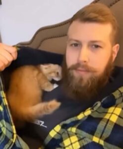 Il gattino ama dormire nella felpa del suo padrone e non perde l’abitudine nemmeno crescendo (VIDEO)