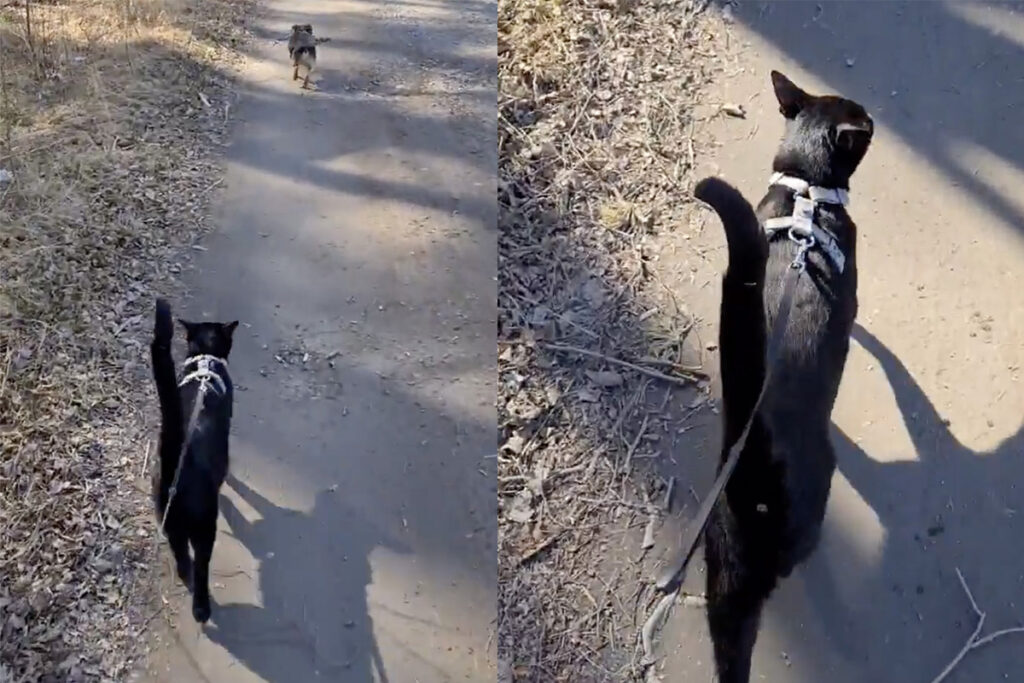gatto e cane al guinzaglio che camminano