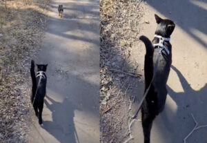 Gatto e cane al guinzaglio, la passeggiata nella natura (VIDEO)