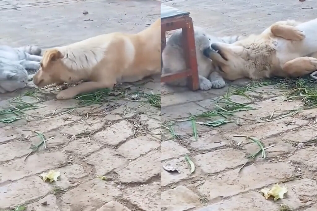 gatto e cane in giardino si fanno le coccole