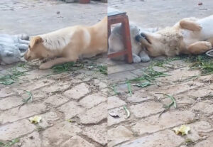 Gatto e cane in giardino, innamorati e felici (VIDEO)