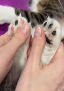 Il gattino si gode la pedicure in compagnia della sua padrona che lo tratta con i migliori prodotti (VIDEO)