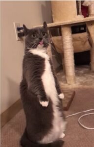 Gatto in piedi con la lingua di fuori (VIDEO)
