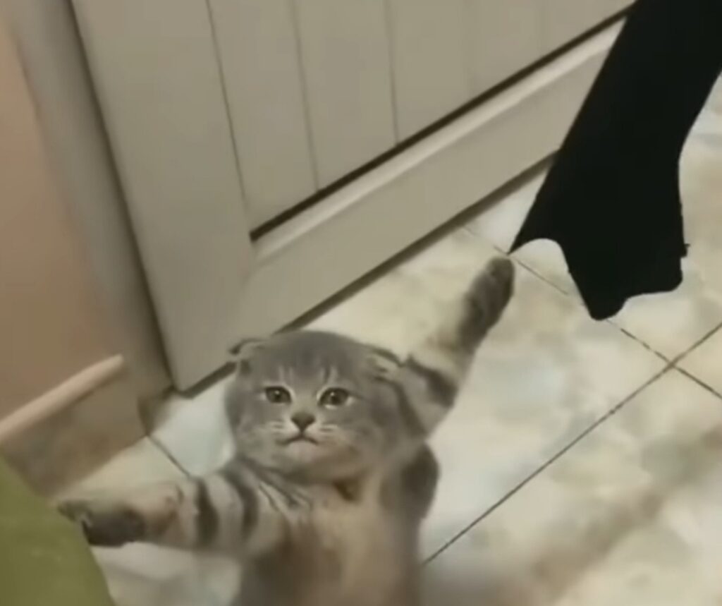 gatto gioca con vestiti stesi