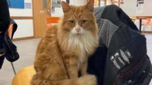 Henry, il gatto inglese che ha conquistato tutti in un ospedale