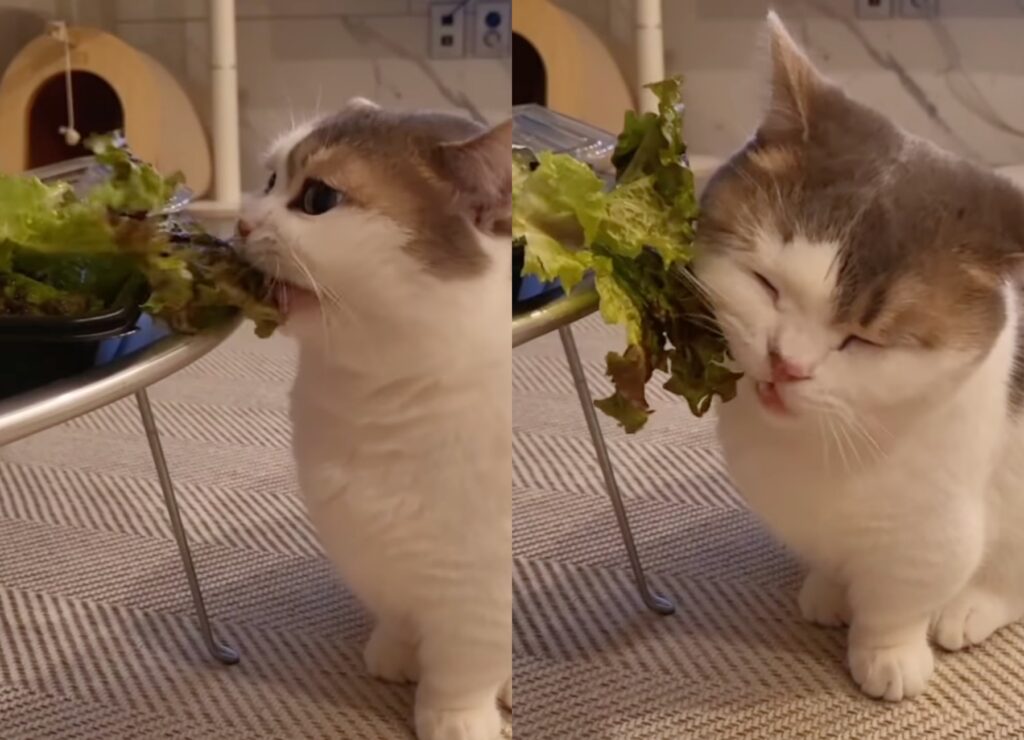 gatto che mangia la lattuga