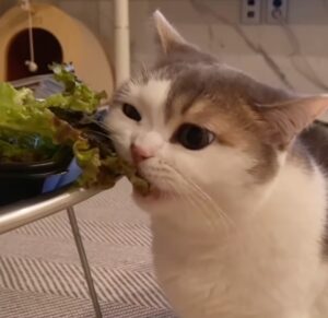 gatto mangia lattuga