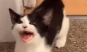 Gatto triste miagola disperato: la sua padrona non vuole dargli quello che lui desidera (VIDEO)
