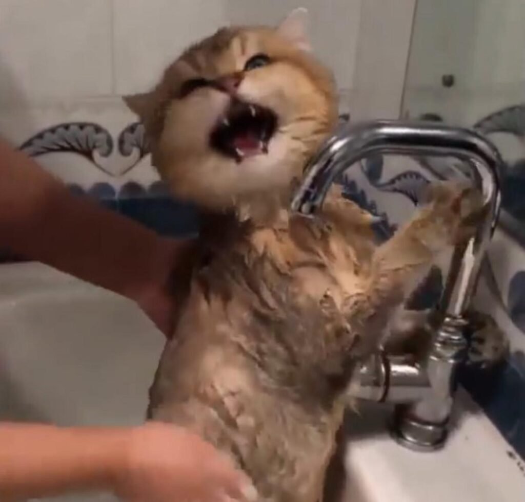gattino nel lavandino