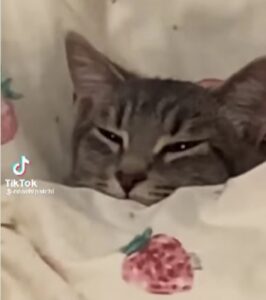 un gatto nel letto