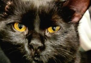 un gattino nero