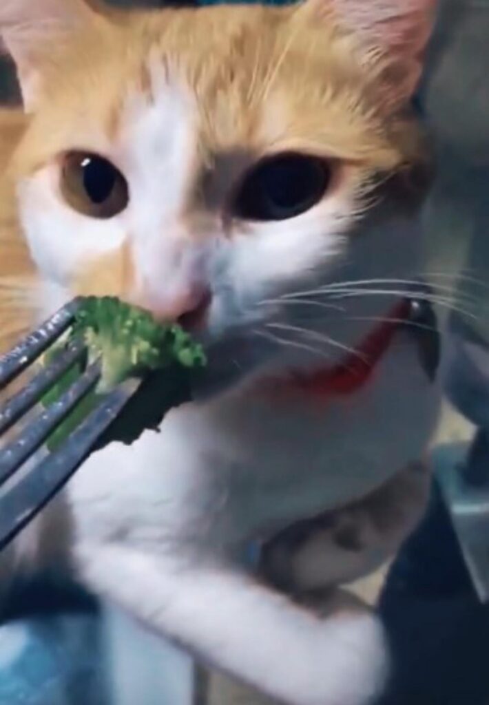 gattino mangia broccolo