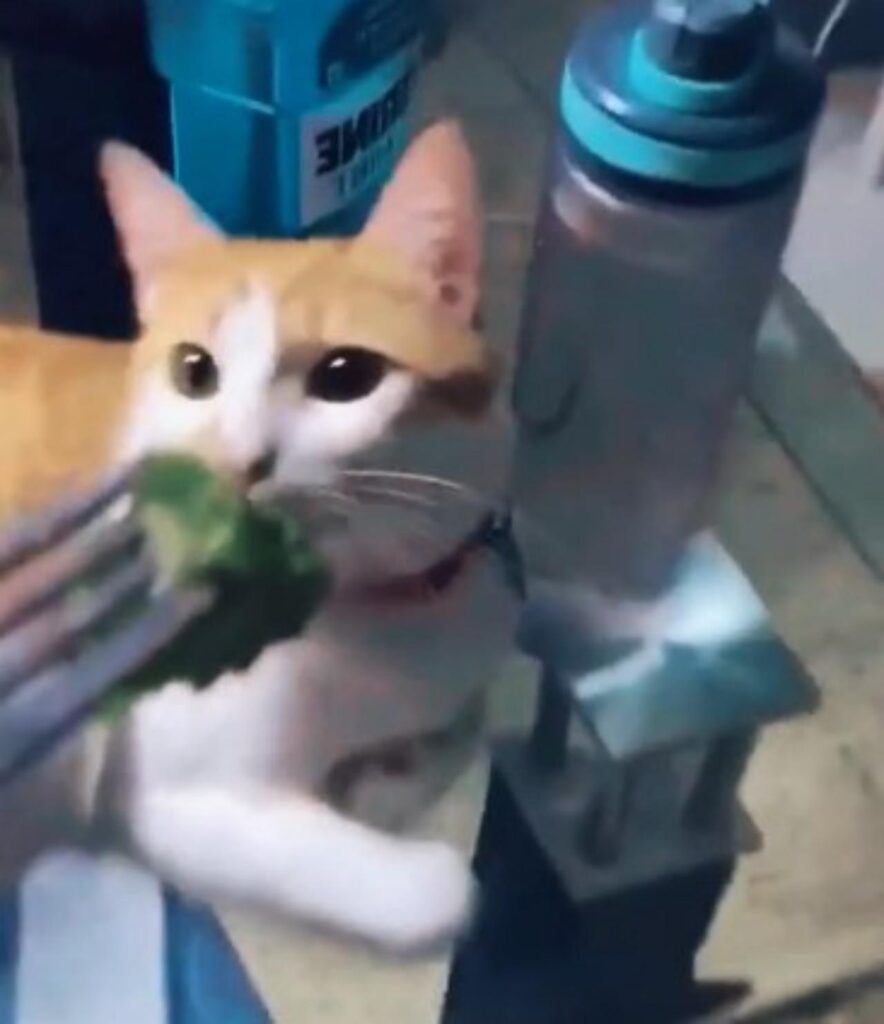gattino mangia broccolo
