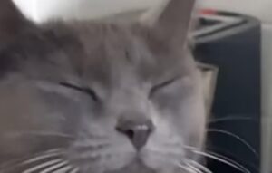 Il gattino piange mentre la proprietaria taglia le cipolle (VIDEO)