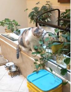 gatto che fa finta di mangiare piante