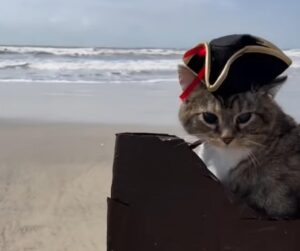 Il gatto pirata è il nuovo Jack Sparrow dei social (VIDEO)