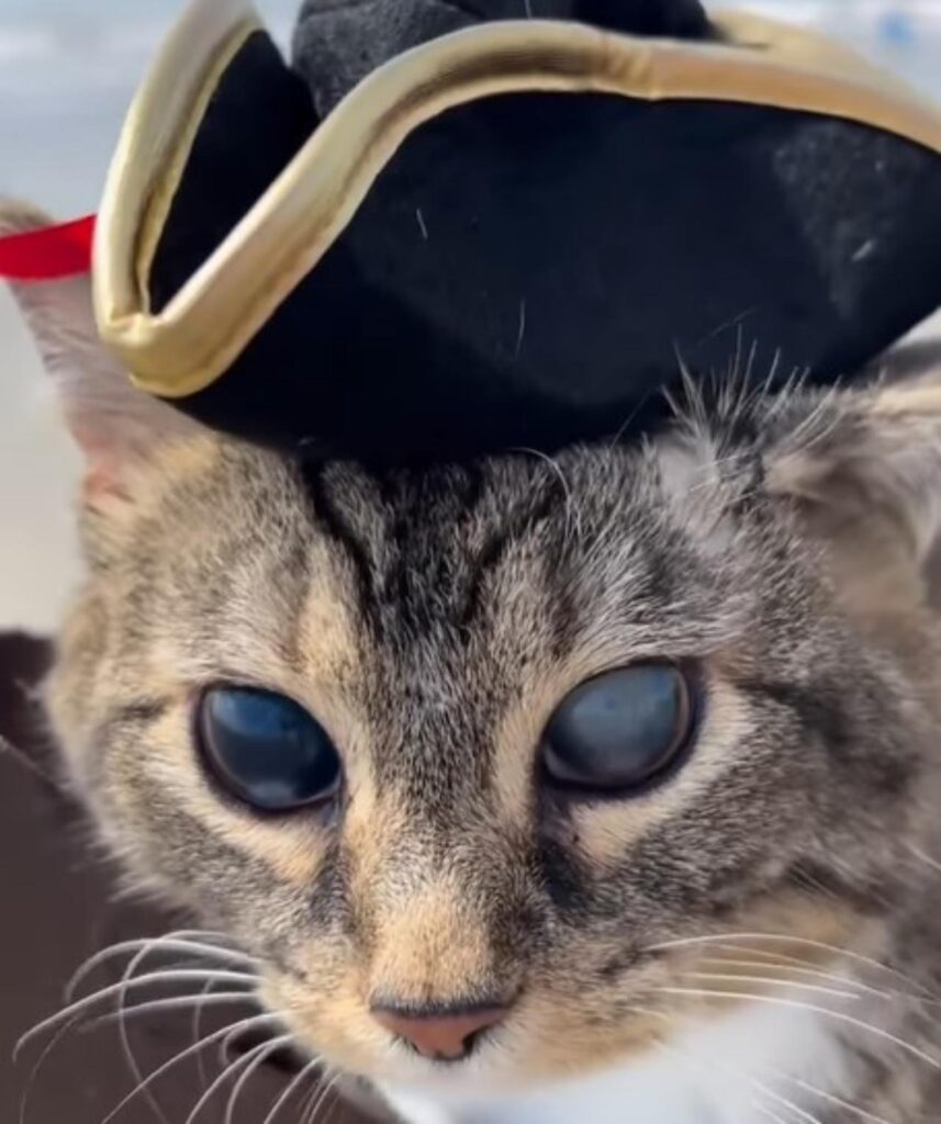 micio pirata