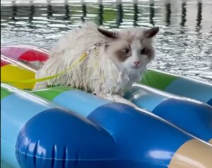 Gatto Ragdoll fa il bagno in piscina ma non sembra molto contento (VIDEO)