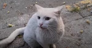 Un gatto randagio bianco attacca chiunque passi; non si fida di nessuno (VIDEO)