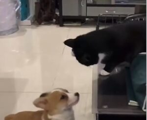 Il gatto respinge in malo modo il cucciolo di cane che vuole fare amicizia con lui (VIDEO)