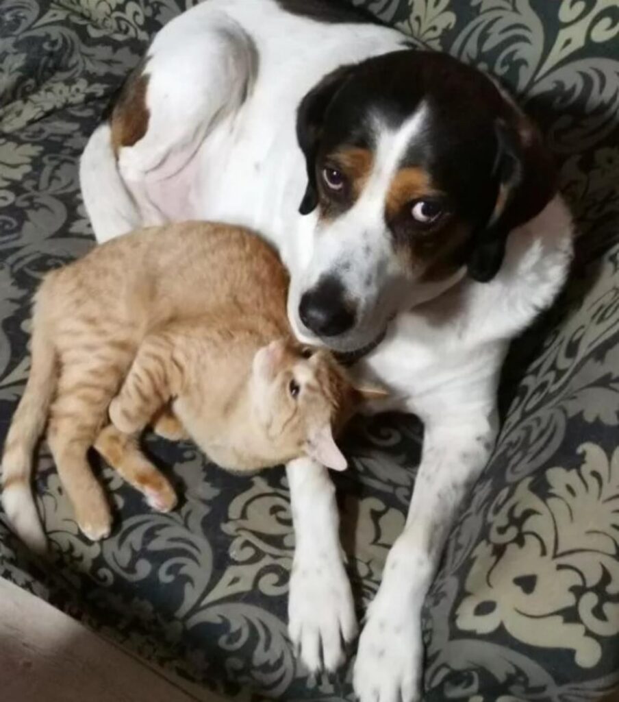 gatto e cane
