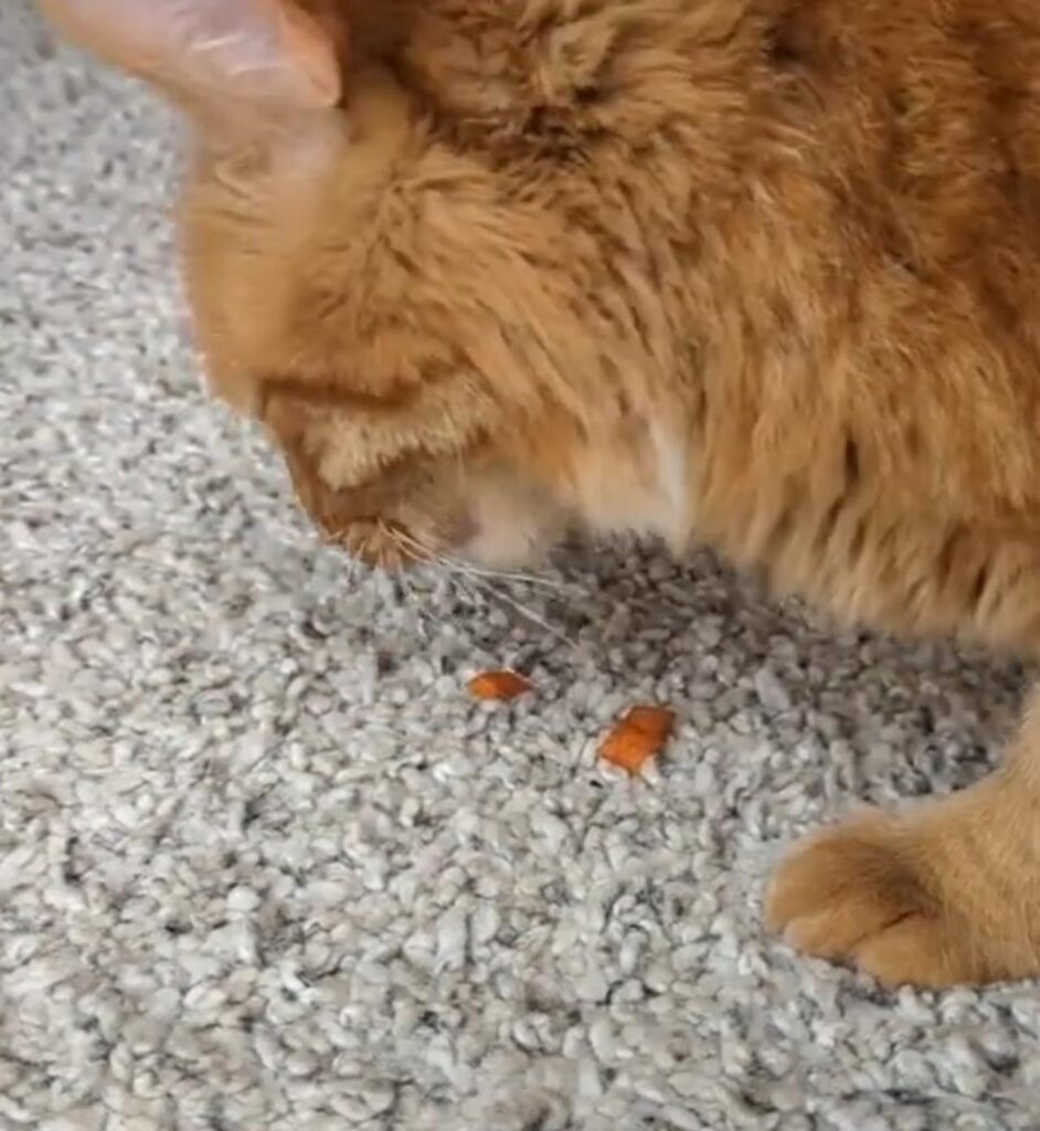 gatto che mangia