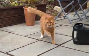 Il gatto rossiccio è felice quando la padrona gli da i croccantini e fa cadere le cose attorno a lui (VIDEO)
