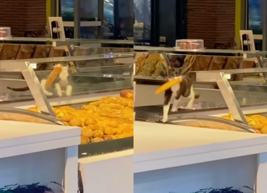 gatto ruba un panino
