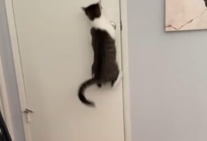 Il gatto impara a saltare per aprire la porta e scappare, mentre un altro ne approfitta (VIDEO)