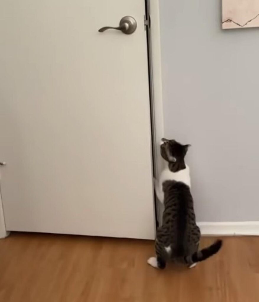 gatto riesce ad aprire la porta