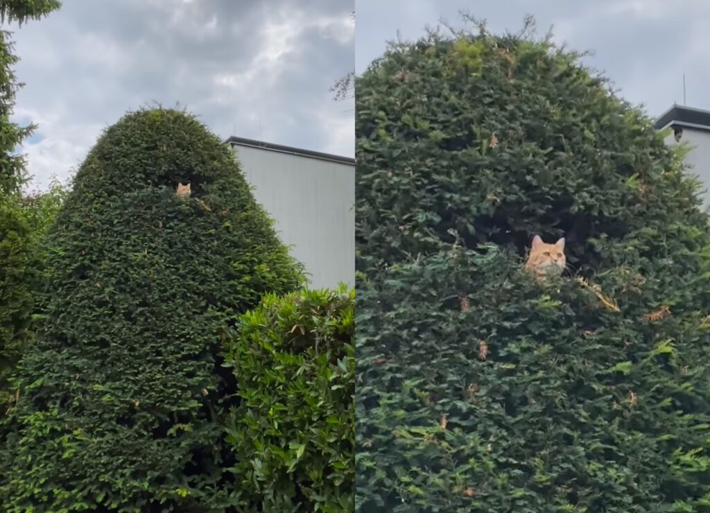gatto spia il vicinato
