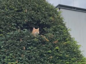 gato spia il vicinato