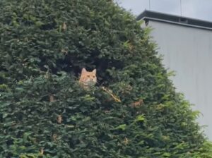 Gatto impiccione spia il vicinato dall’alto di un albero (VIDEO)