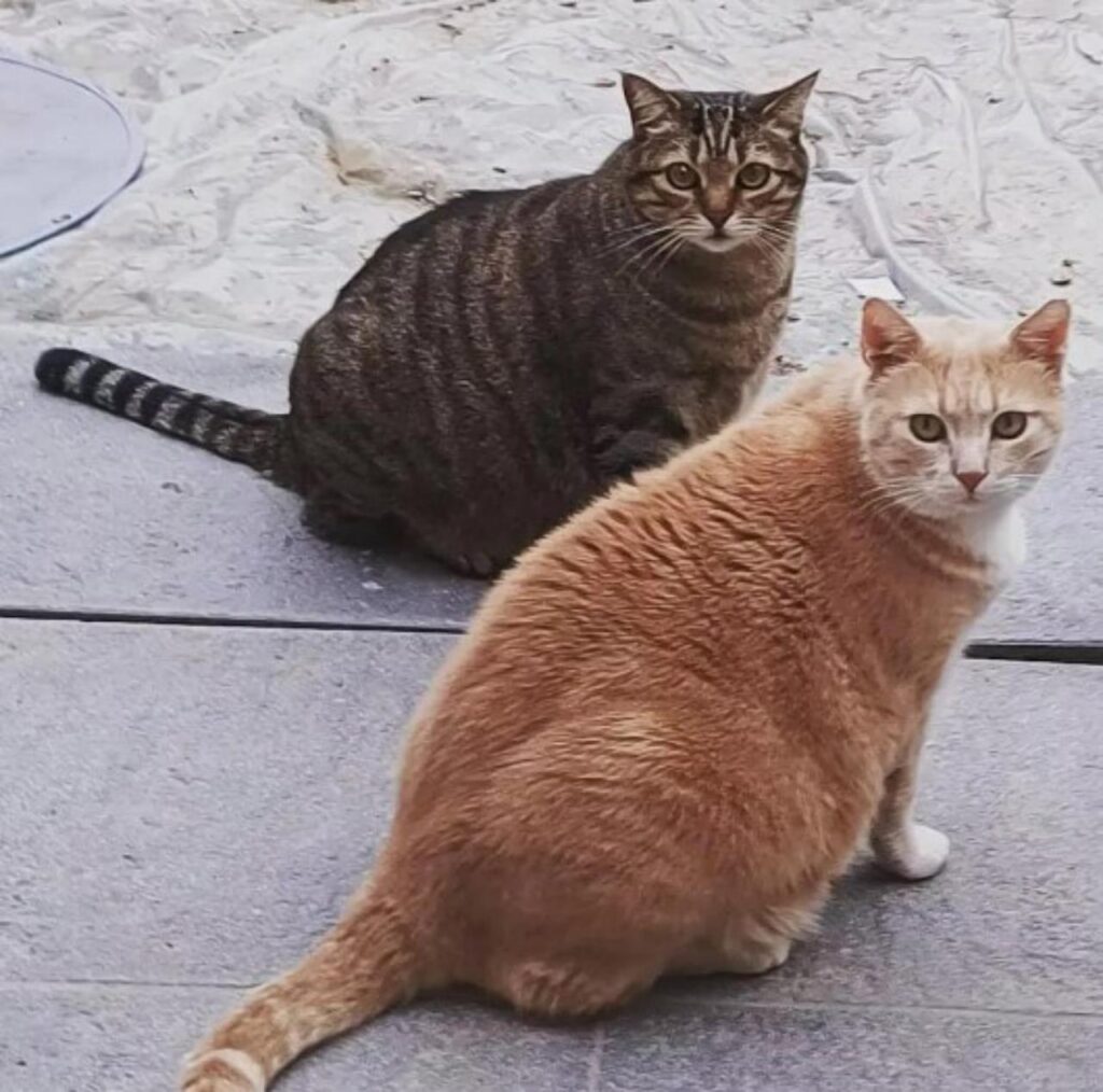 due gatti