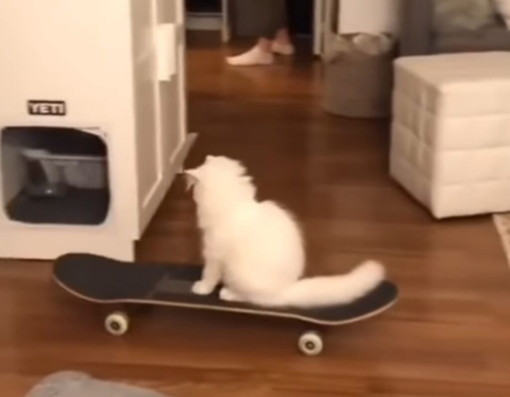 gatto bianco sullo skate