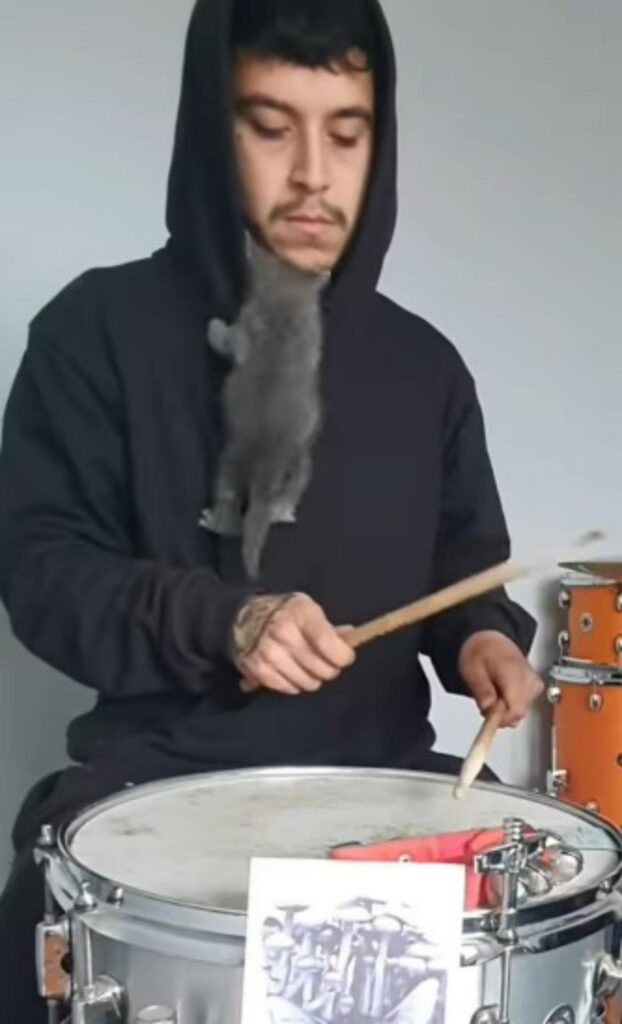 gatto suona batteria con il pasrone